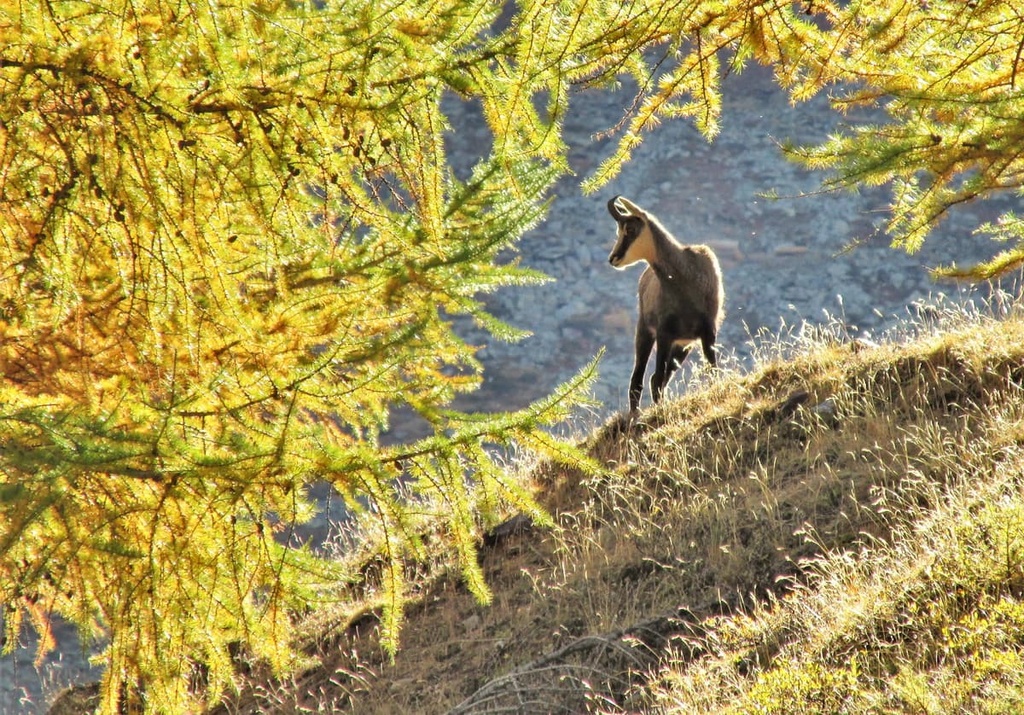 Diemtigtal Nature Park, Switzerland