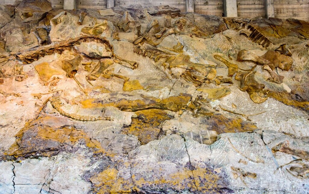 Dinosaur Fossils, Dinosaur National Monument, Utah , Colorado