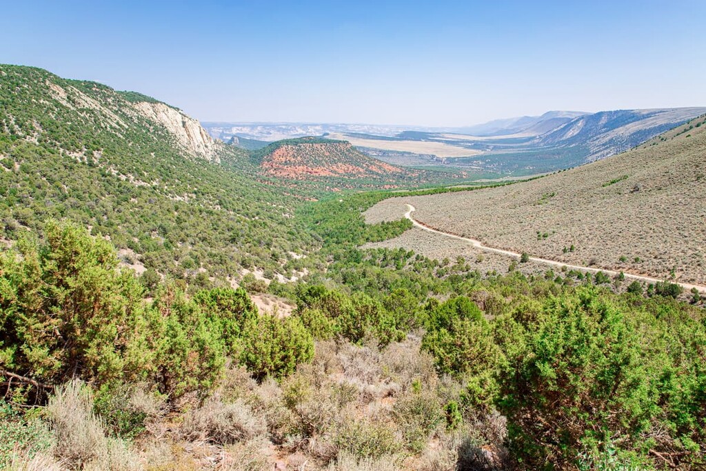 Forest, Dinosaur National Monument, Utah , Colorado