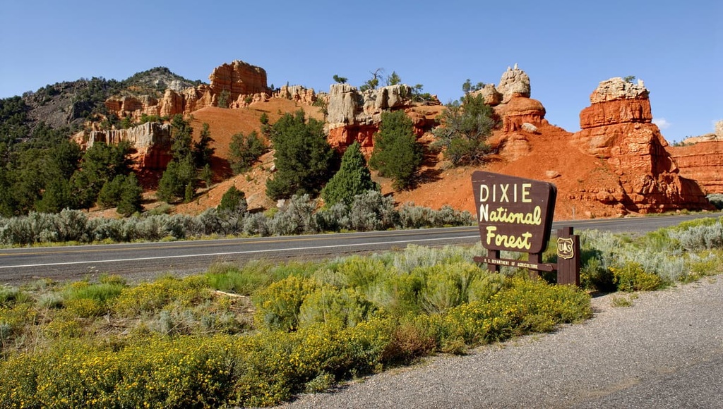 are dogs allowed in dixie national forest