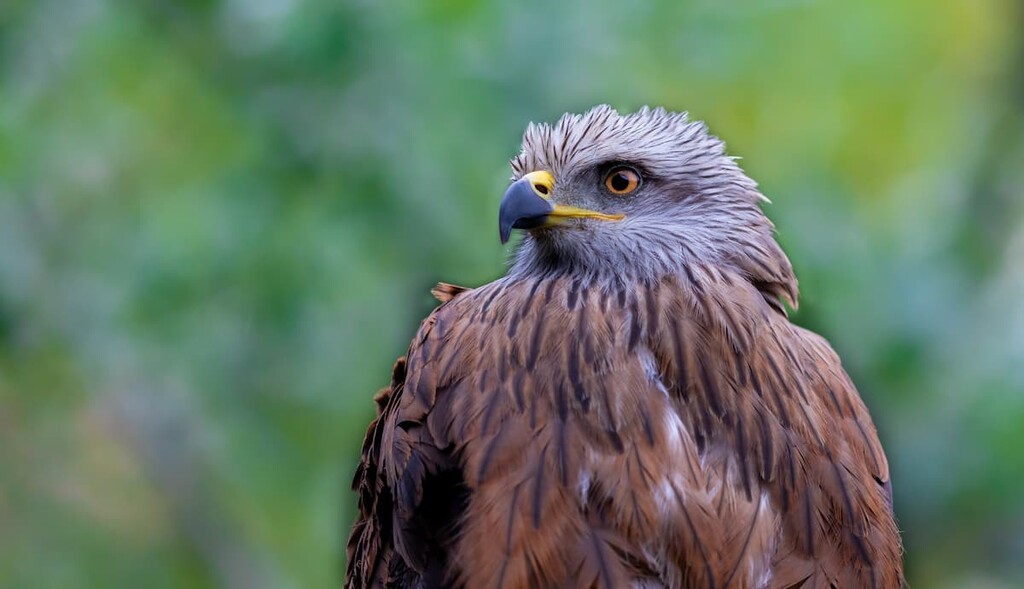 golden eagle, Djurdjura National Park, Algeria