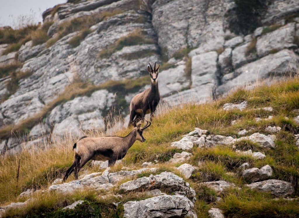 Parco Naturale Regionale Delle Dolomiti Friulane