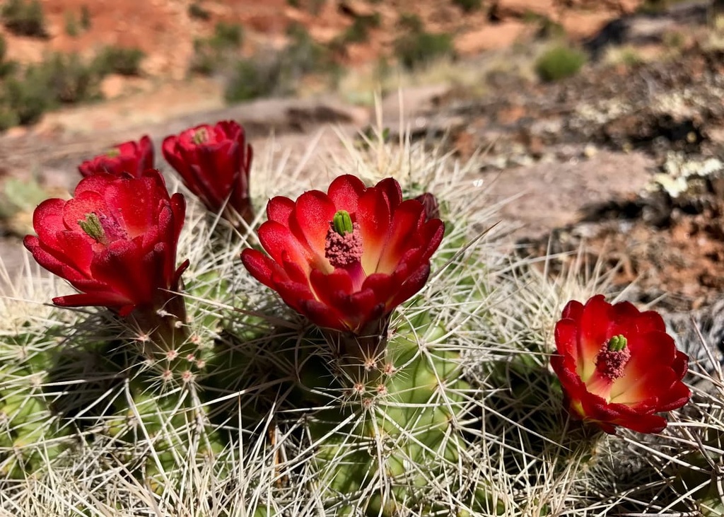 Dominguez Canyon Wilderness, Colorado