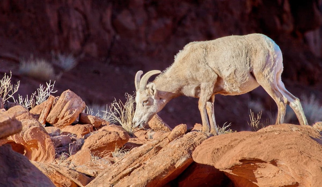 Dominguez Canyon Wilderness, Colorado