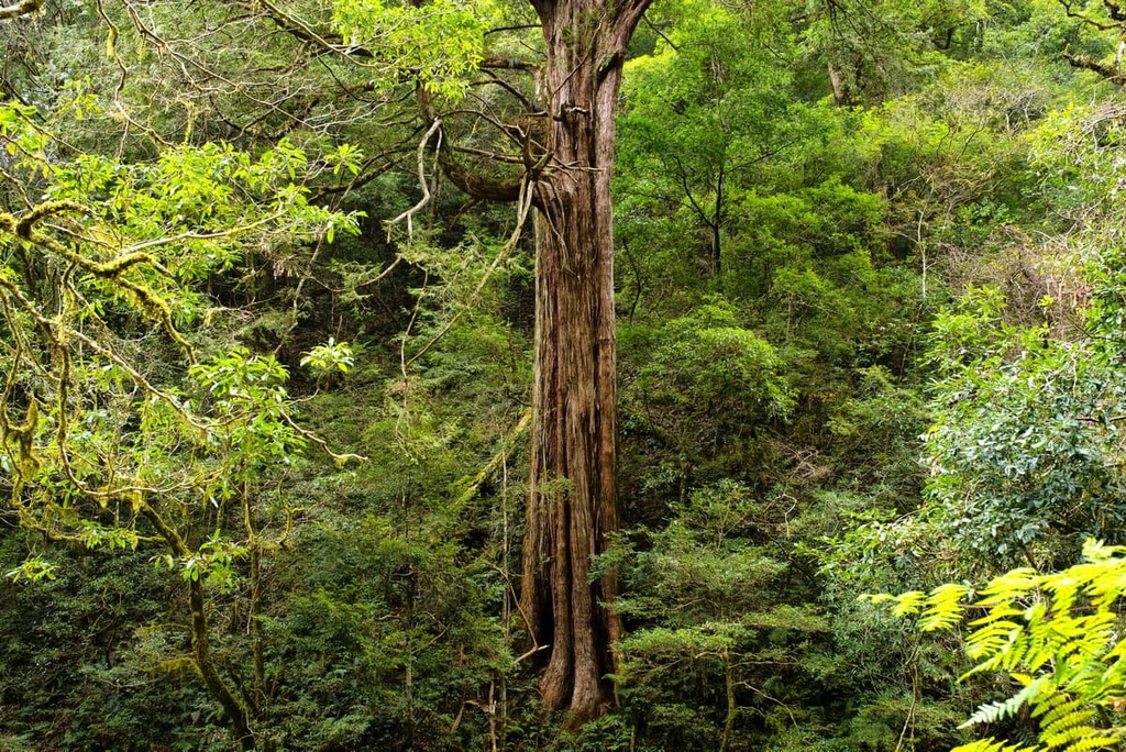 Dongyanshan National Forest Recreation Area, Taiwan