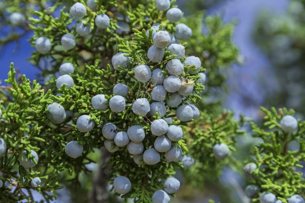 East Tintic Mountains, Utah