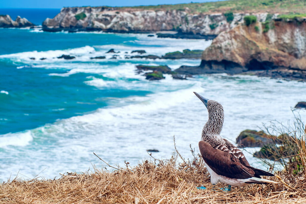 Blue-footed Booby, Ecuador Coastline, Ecuador