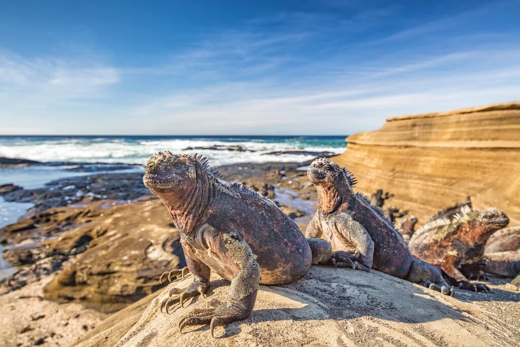Galapagos Marine Iguana. Galápagos National Park, Ecuador
