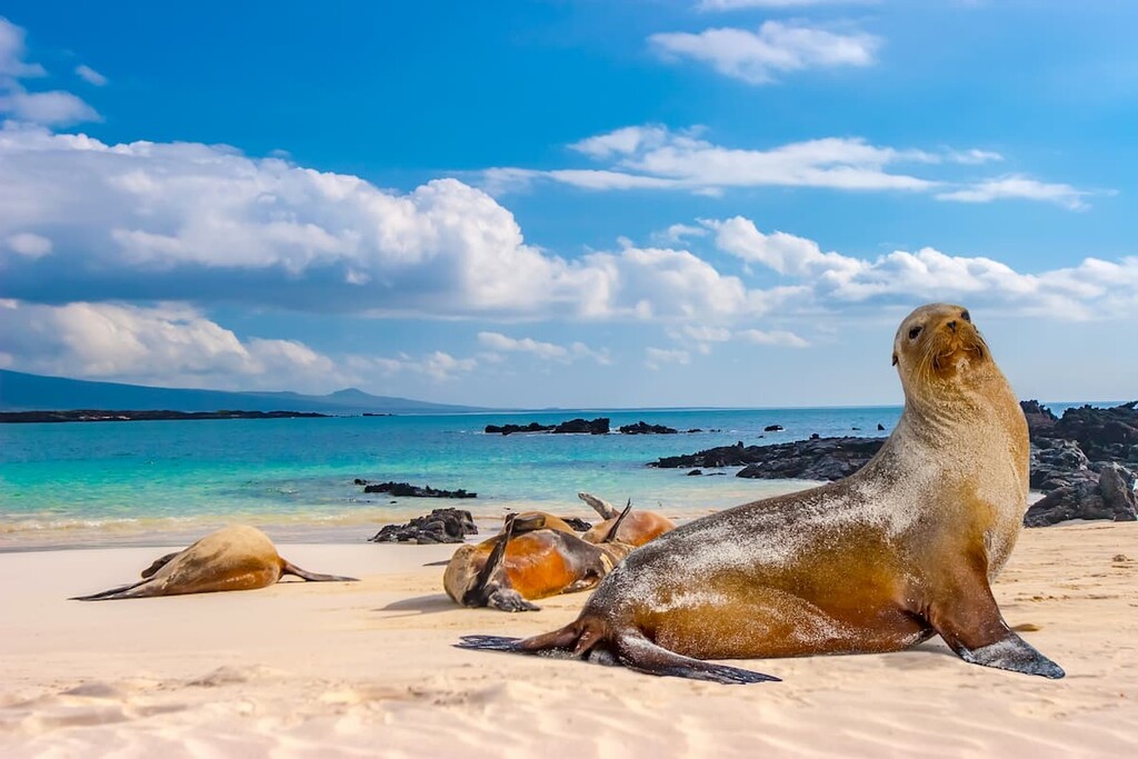 Seals in Ecuador