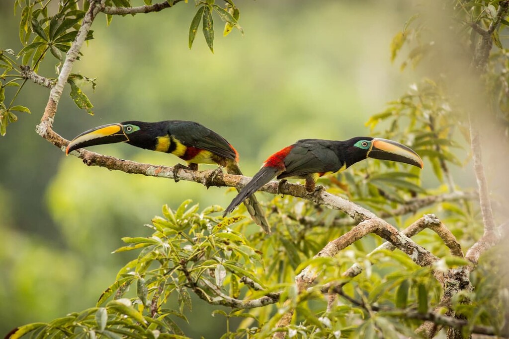 Two Many-banded Aracari, Ecuador