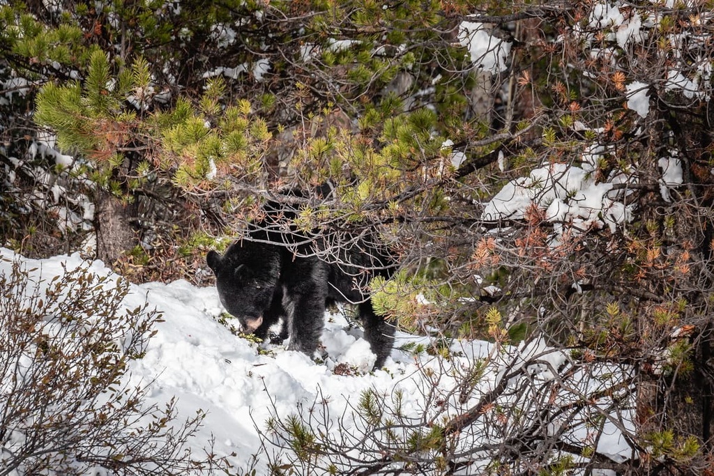 Elaho Range, British Columbia