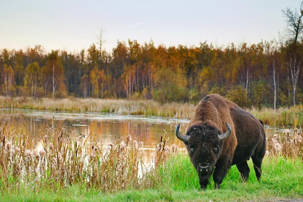 Elk Island National Park