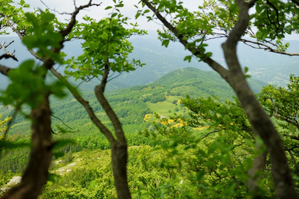 Casentino Forest, Emilia-Romagna, Italy