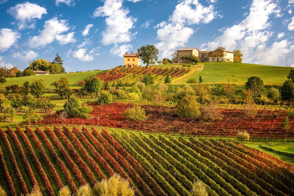 Lambrusco vineyards, Emilia-Romagna, Italy