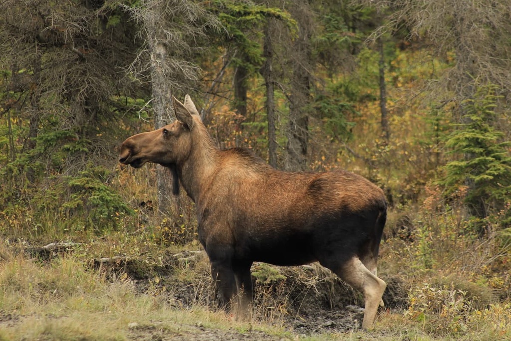 Northern Rocky Mountains Provincial Park, Far Northern Rockies, British Columbia