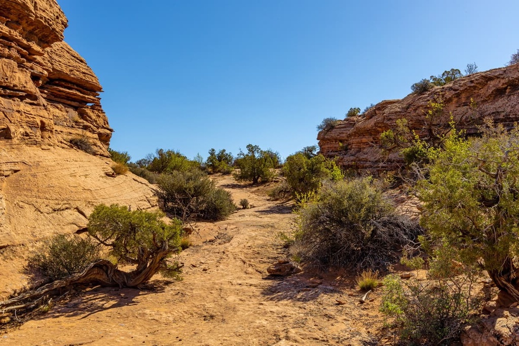 blackbrushes, Fiddler Butte Wilderness Study Area, Utah