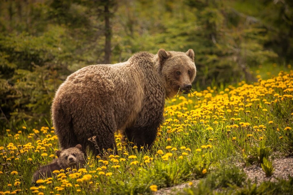 grizzly bear, First Range, Alberta