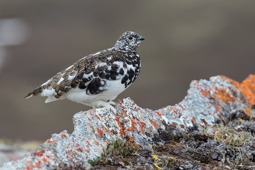 white-tailed ptarmigan, First Range, Alberta