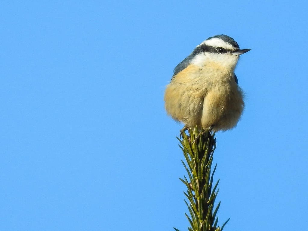 Foret Montmorency, Quebec