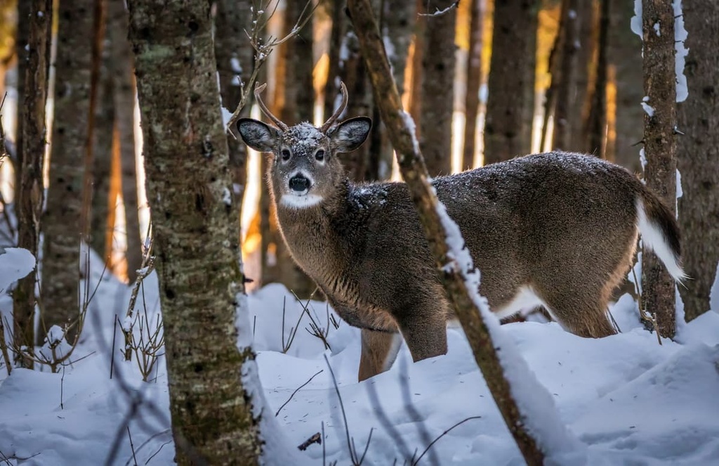  Fundy National Park, New Brunswick, Canada