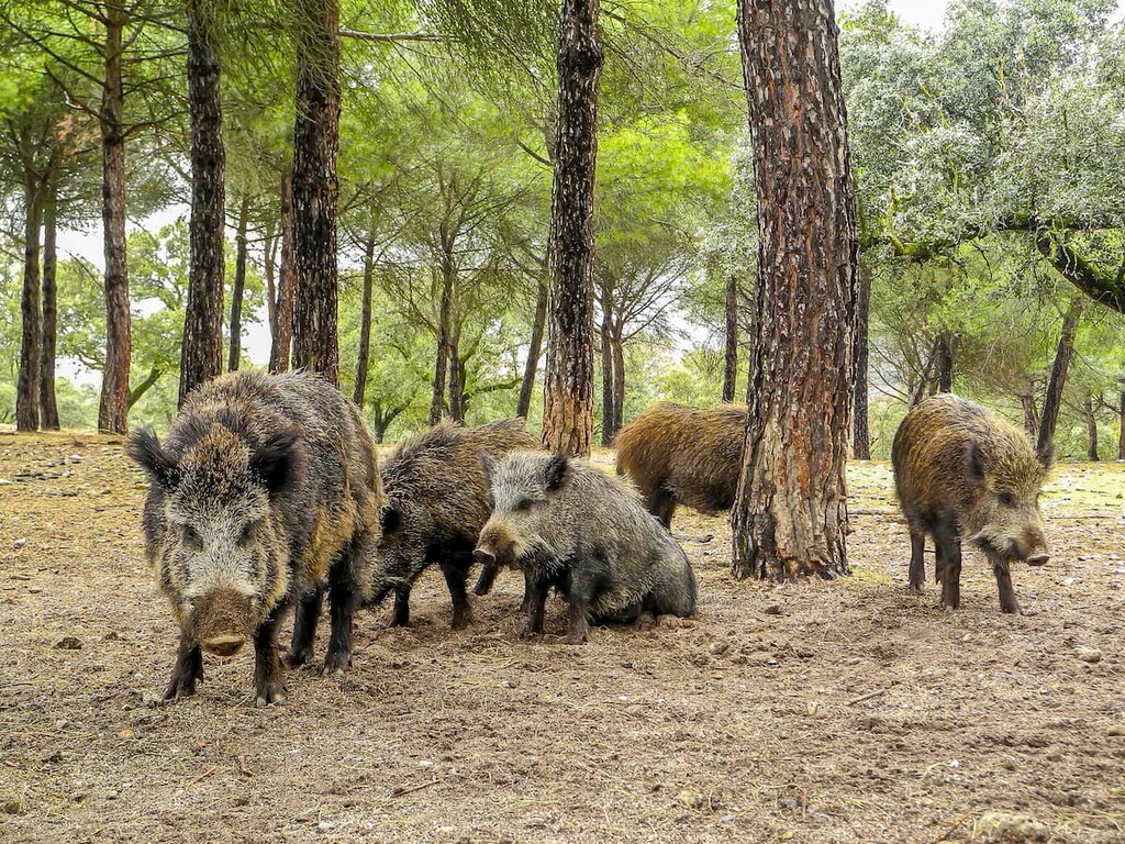 wild boar, Geoparque de Granada, Spain