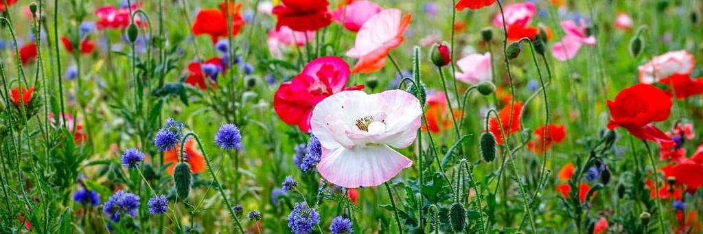 blue cornflower, red pink poppy, Germany