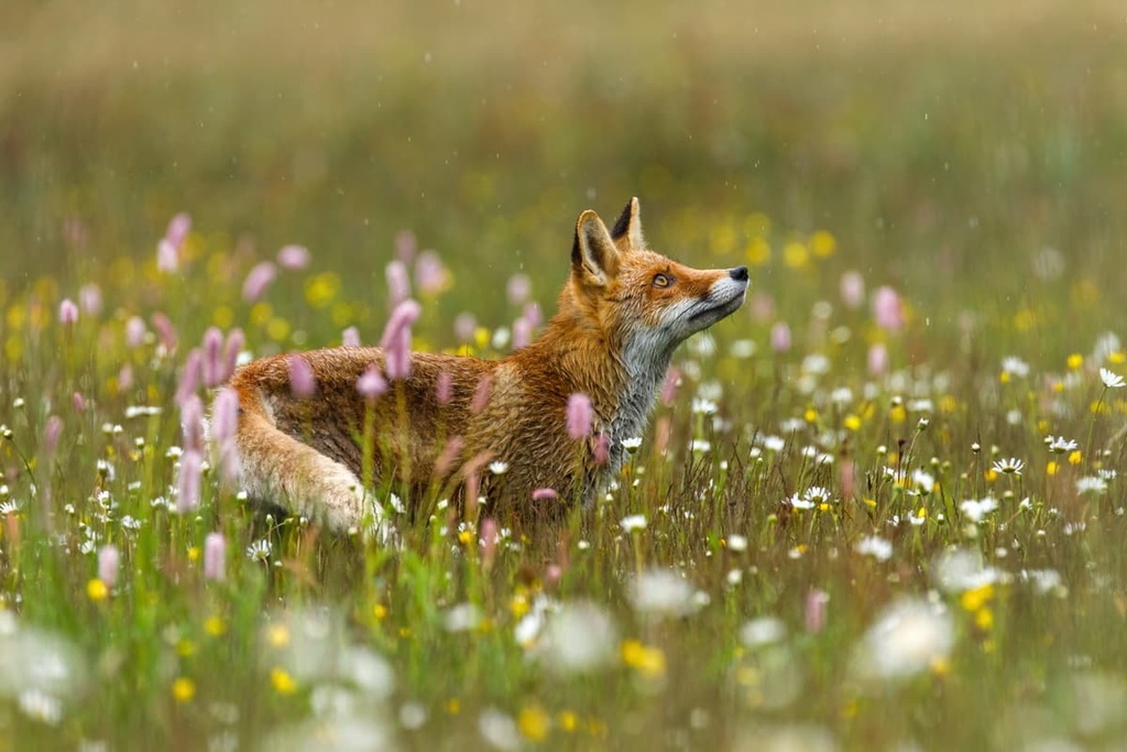 red fox, meadows, Germany