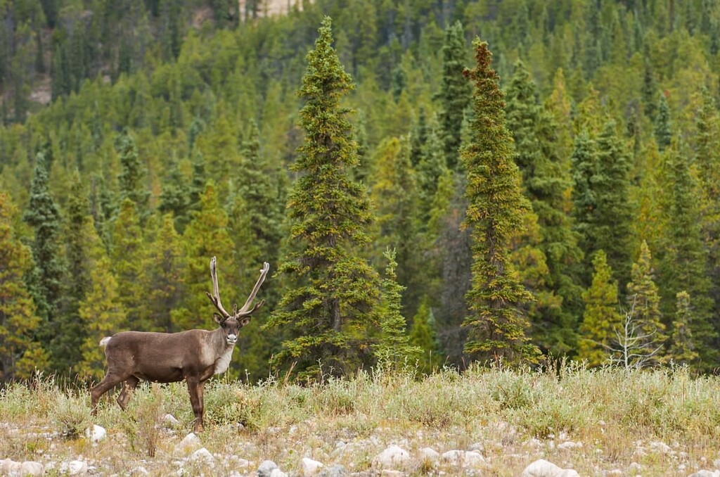 Woodland caribou, Ghost Public Land Use Zone