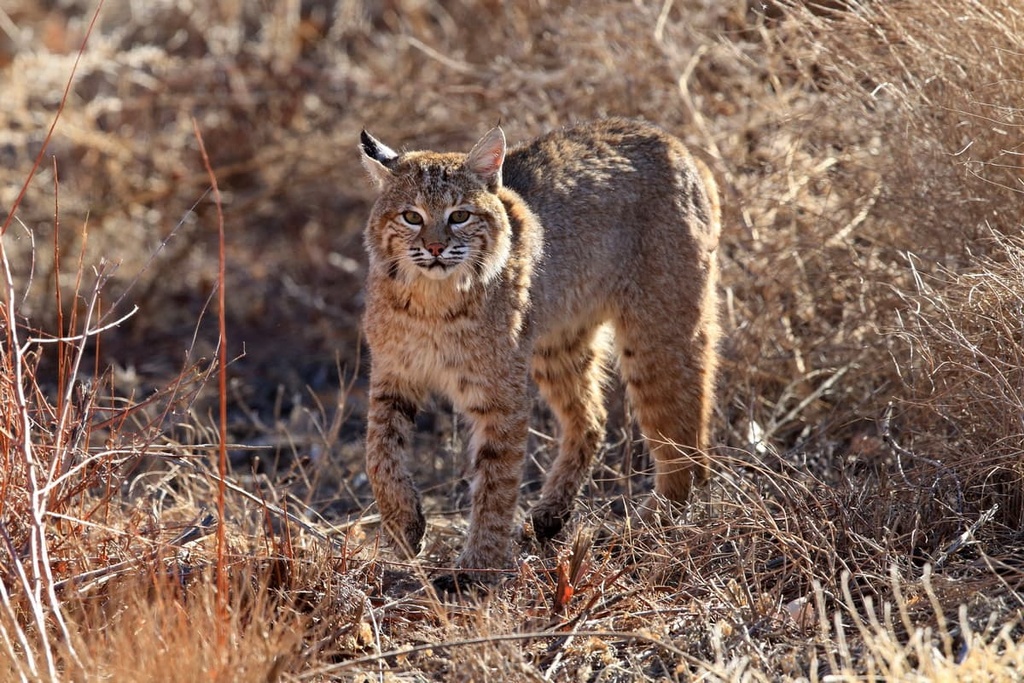 Gila Wilderness, New Mexico