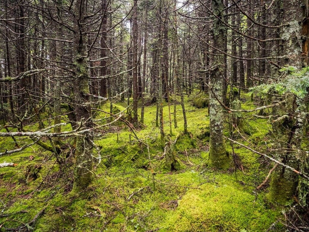 Forest, Glastenbury Wilderness, Vermont