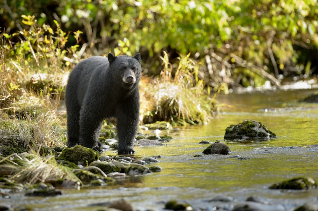 black bears, Glastenbury Wilderness, Vermont