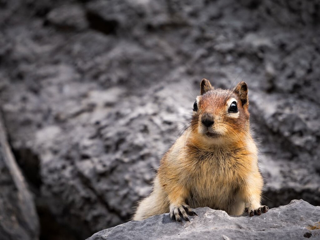 chipmunk, Old Goat Glacier Trail, Goat Range, Canada