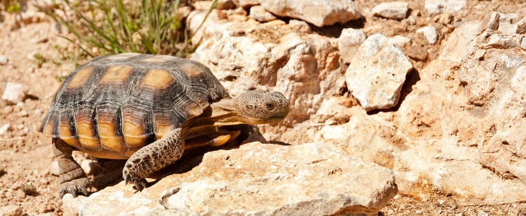 Mojave Desert tortoise, Gold Butte National Monument, Nevada