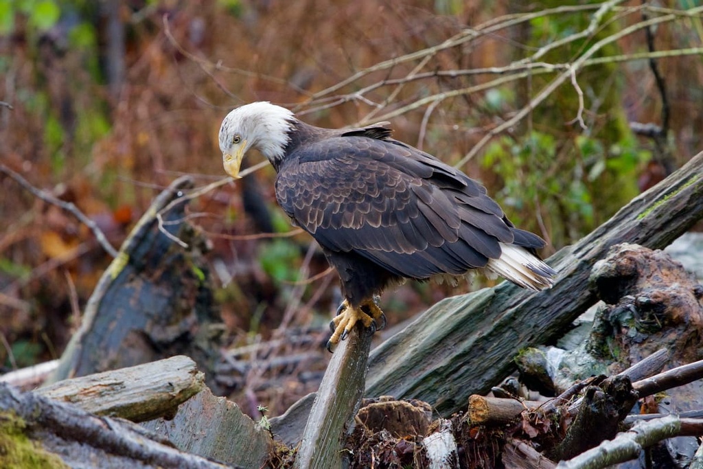 Mature bald eagle, Goldstream Provincial Park, Canada