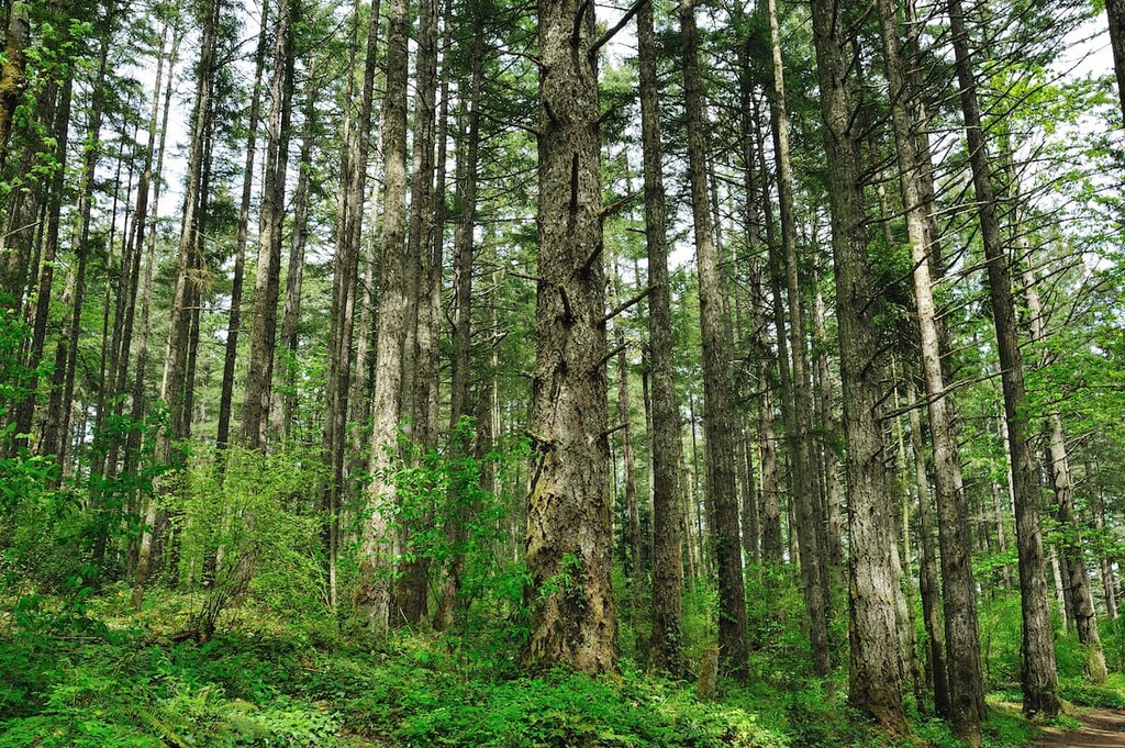 Gowlland Tod Provincial Park, Gowlland Range, British Columbia