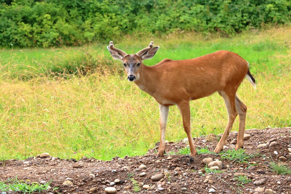 blacktail deer, Gowlland Range, British Columbia