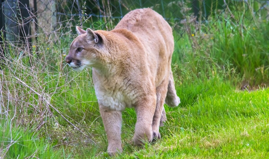 Granby Provincial Park, British Columbia, Canada