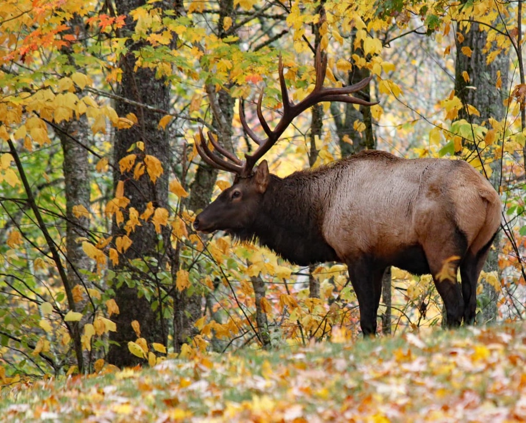 Pisgah National Forest, Great Balsam Mountains, North Carolina