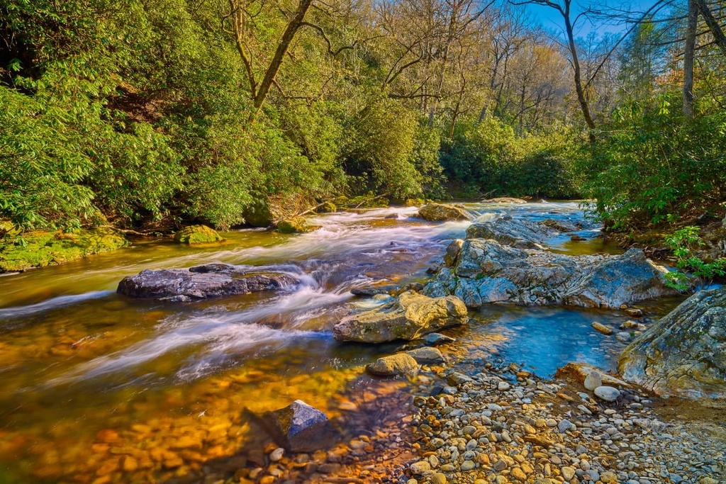 Forest, Great Balsam Mountains, North Carolina
