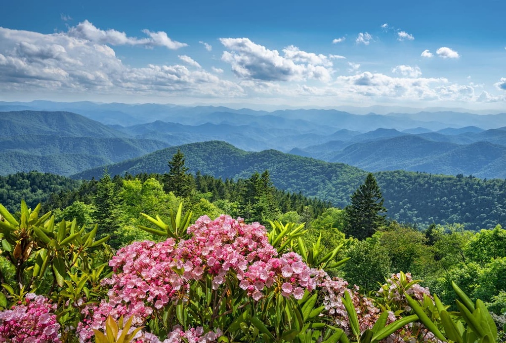 Forest, Great Balsam Mountains, North Carolina