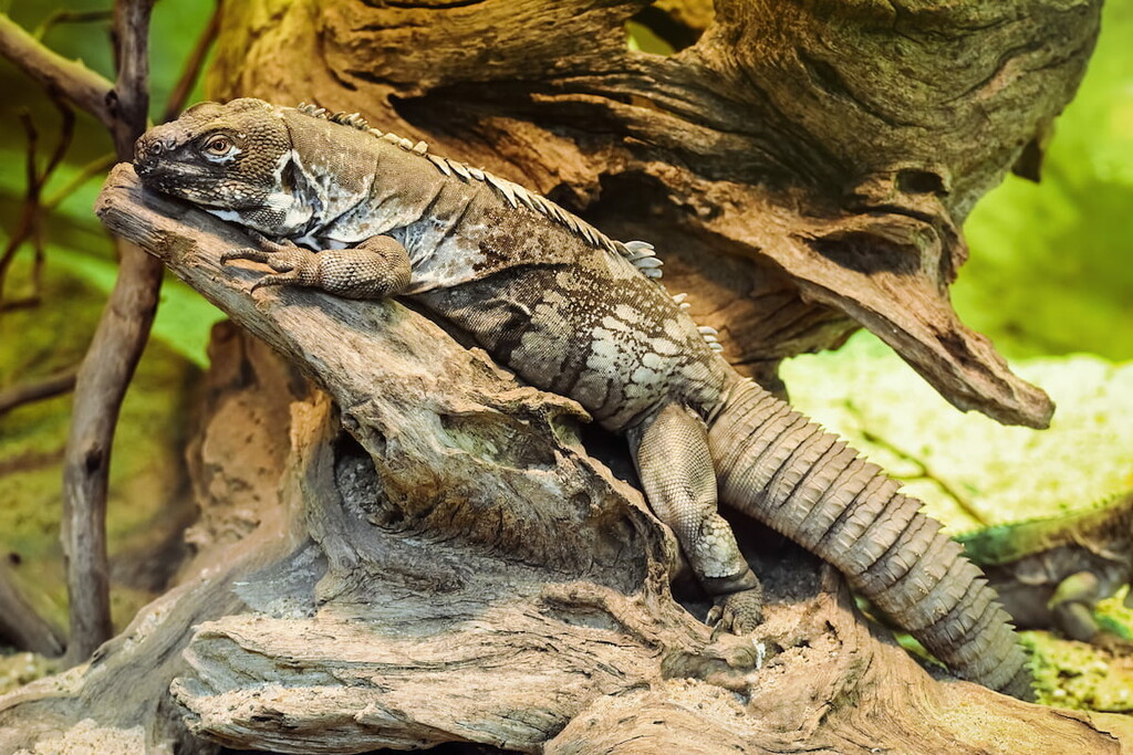 Guatemala Ranges