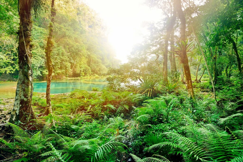 Selva De Guatemala