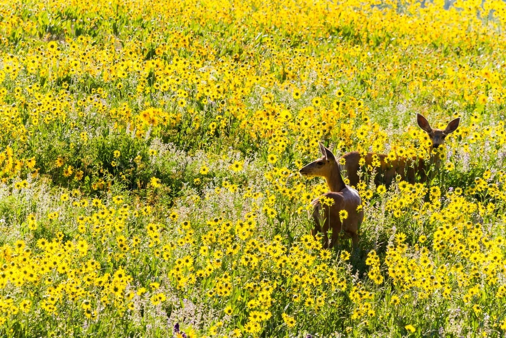 deer, Gunnison Field Office, Colorado