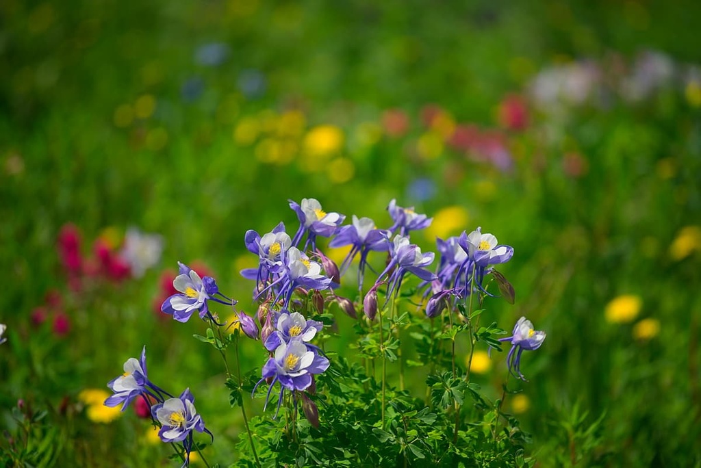 Gunnison Field Office, Colorado