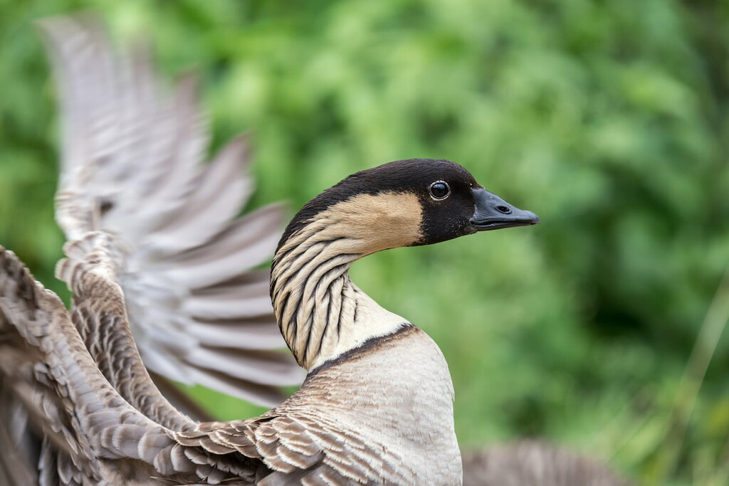 Nene, Hawaiian goose. Hana Haleakala National Park, Maui, US