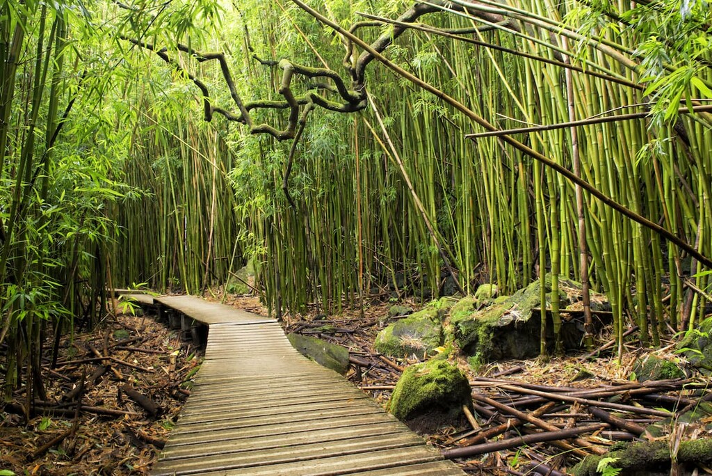 Forest. Hana Haleakala National Park, Maui