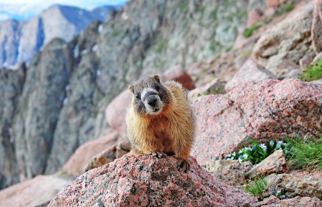 Handies Peak Wilderness Study Area, Colorado