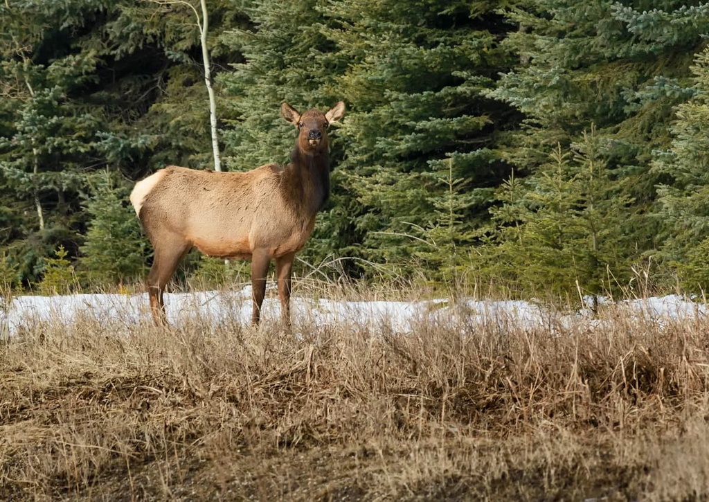 Harrison Group, British Columbia