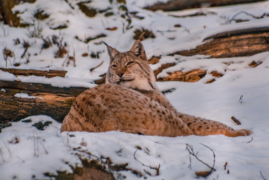 Rabenklippe, Harz National Park, Germany