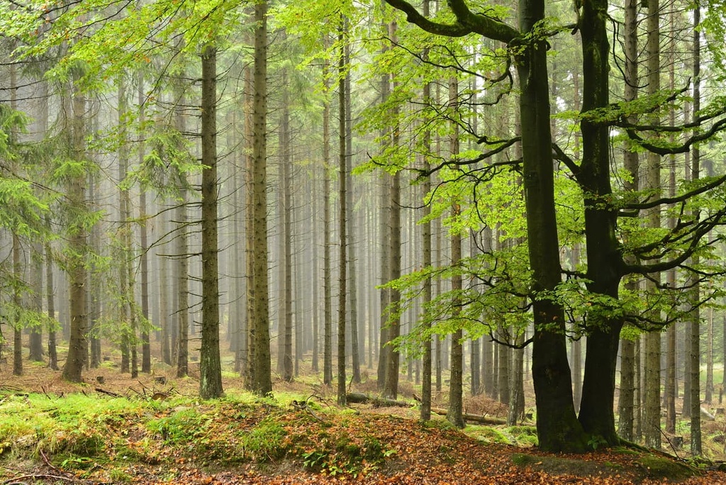 Harz National Park, Germany